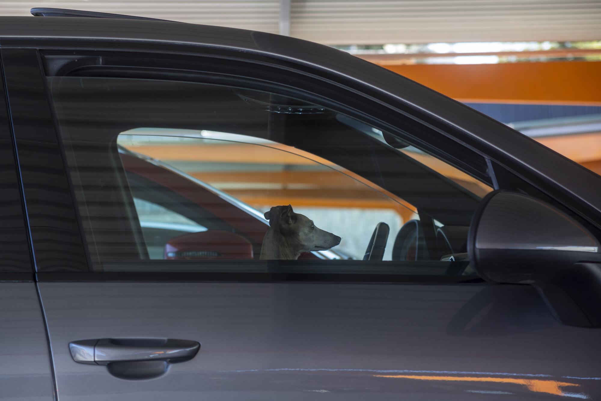 Perro en un coche ley bienestar animal